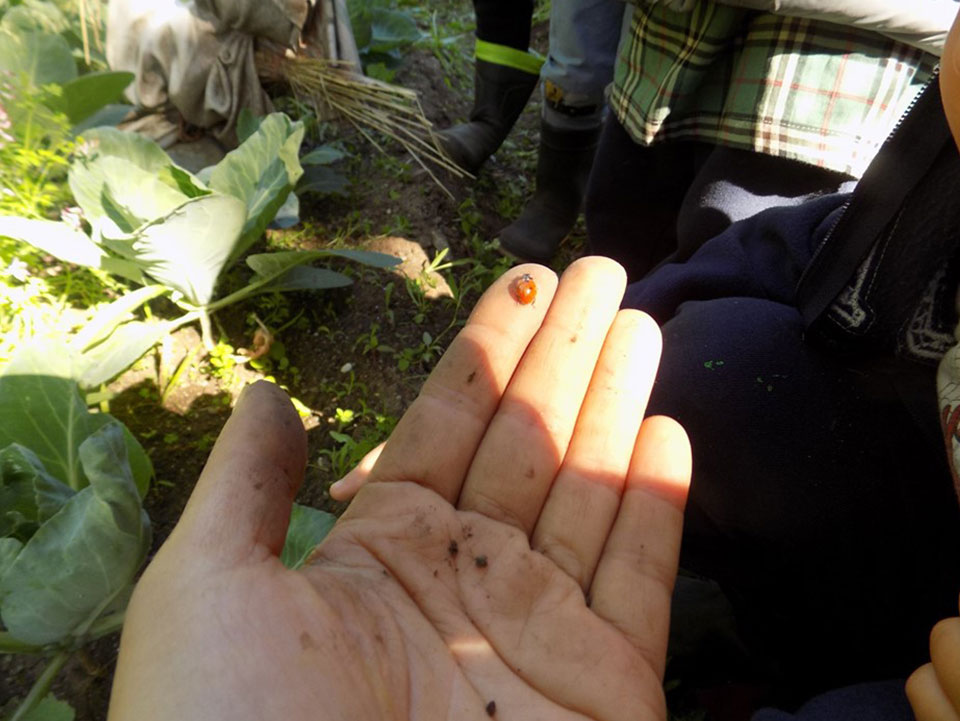 horta_foto_5